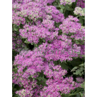 Rozchodnik okazały 'Carmen' Sedum spectabile