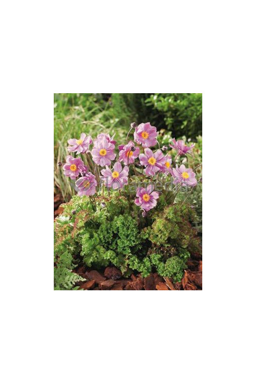 Zawilec japoński 'Crispa' Anemone hupehensis