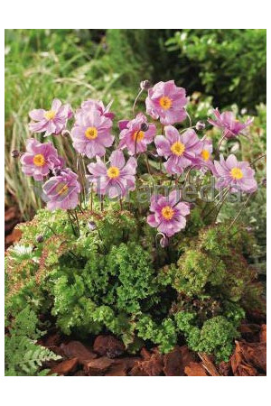 Zawilec japoński 'Crispa' Anemone hupehensis