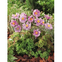 Zawilec japoński 'Crispa' Anemone hupehensis