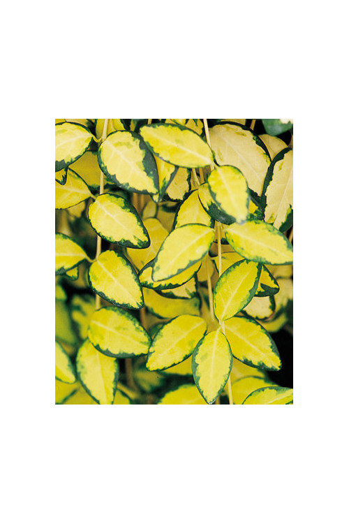 Barwinek mniejszy 'Illumination' Vinca minor