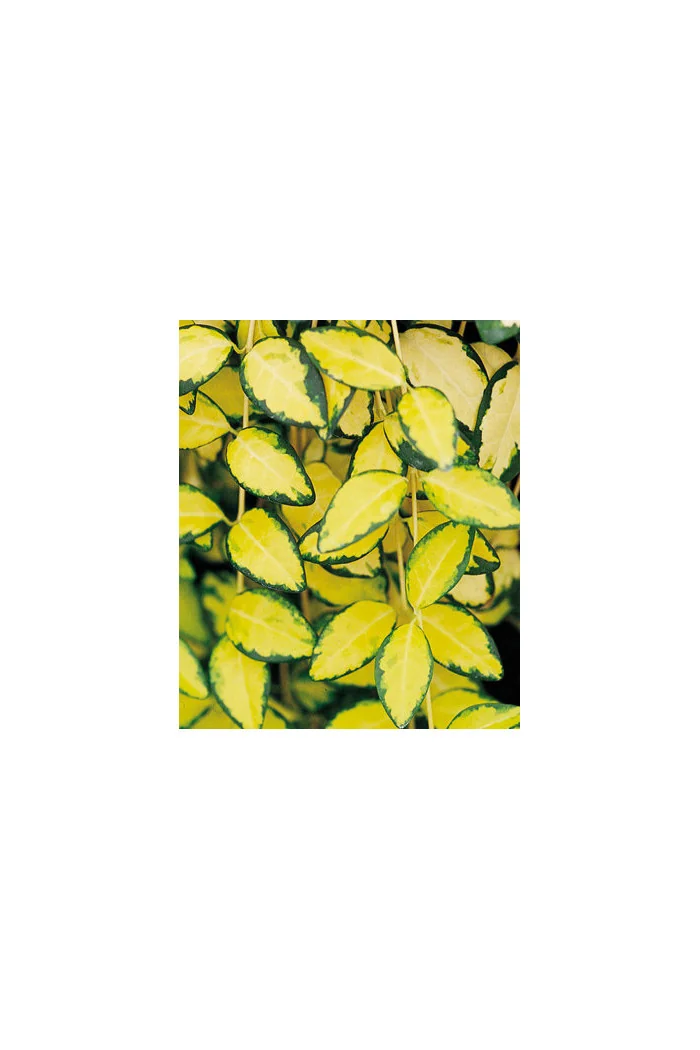 Barwinek mniejszy 'Illumination' Vinca minor