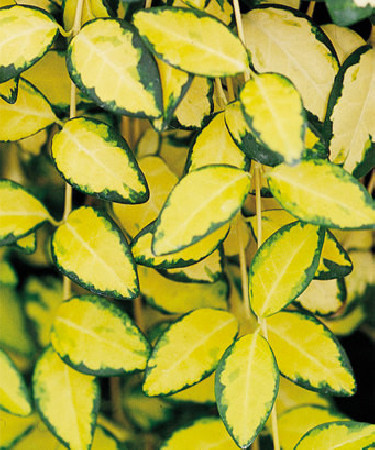 Barwinek mniejszy 'Illumination' Vinca minor