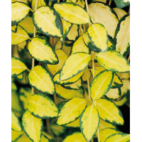 Barwinek mniejszy 'Illumination' Vinca minor