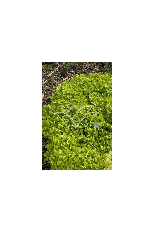 Oregano 'Aureum' Origanum vulgare