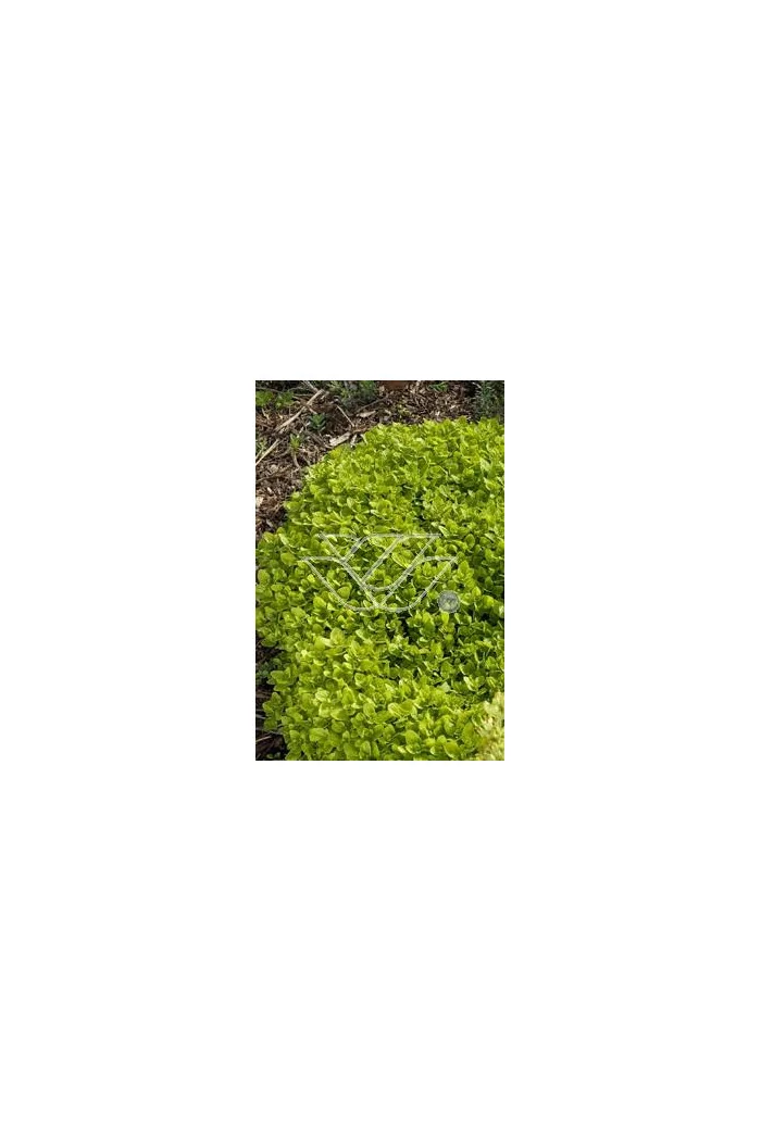 Oregano 'Aureum' Origanum vulgare