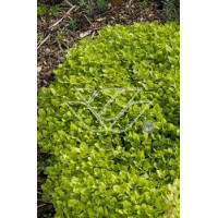 Oregano 'Aureum' Origanum vulgare