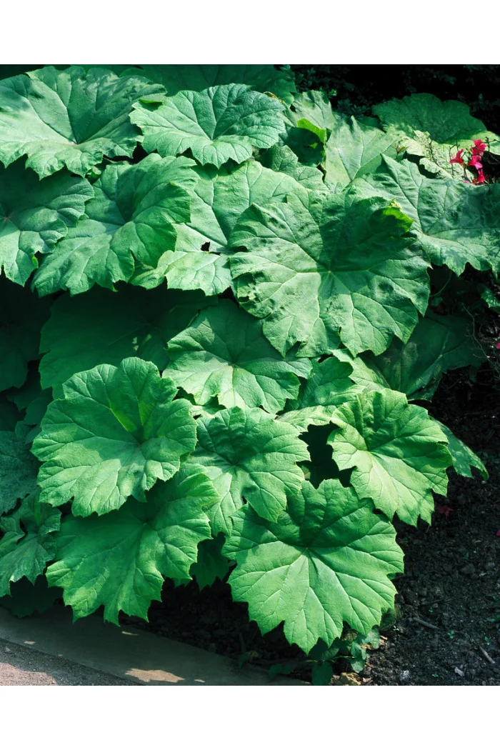 Rodgersja tarczolistna | Rodgersia tabularis