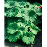 Rodgersja tarczolistna | Rodgersia tabularis