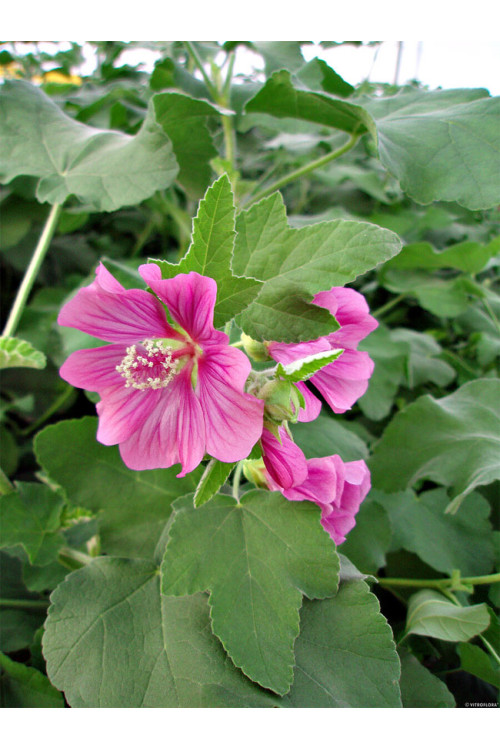 Ślazówka Clementa 'Bredon Springs' | Lavatera x clementii