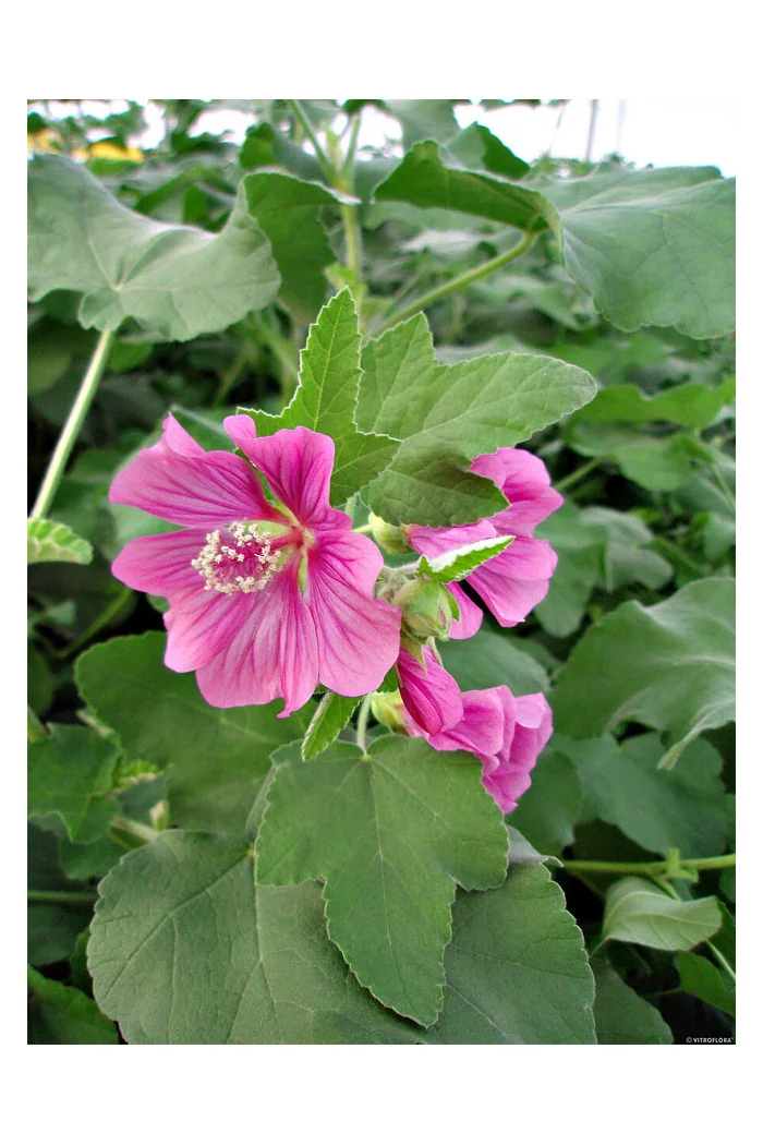 Ślazówka Clementa 'Bredon Springs' | Lavatera x clementii