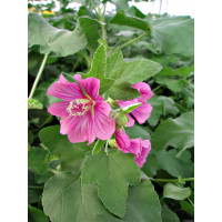 Ślazówka Clementa 'Bredon Springs' | Lavatera x clementii