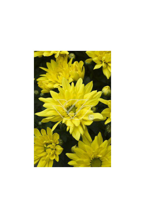 złocień, złocień arktyczny