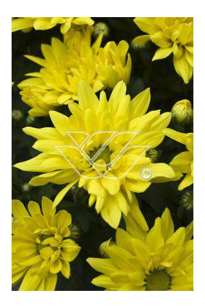 złocień, złocień arktyczny