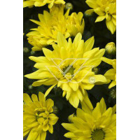 złocień, złocień arktyczny