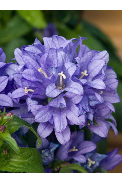 Dzwonek skupiony 'Bellefleur Blue' | Campanula glomerata