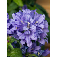 Dzwonek skupiony 'Bellefleur Blue' | Campanula glomerata