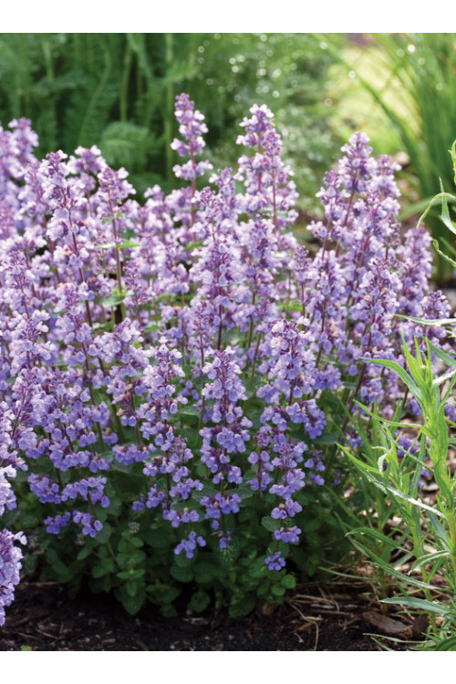 Kocimiętka Faassena 'Cat's Pajamas' | Nepeta faassenii
