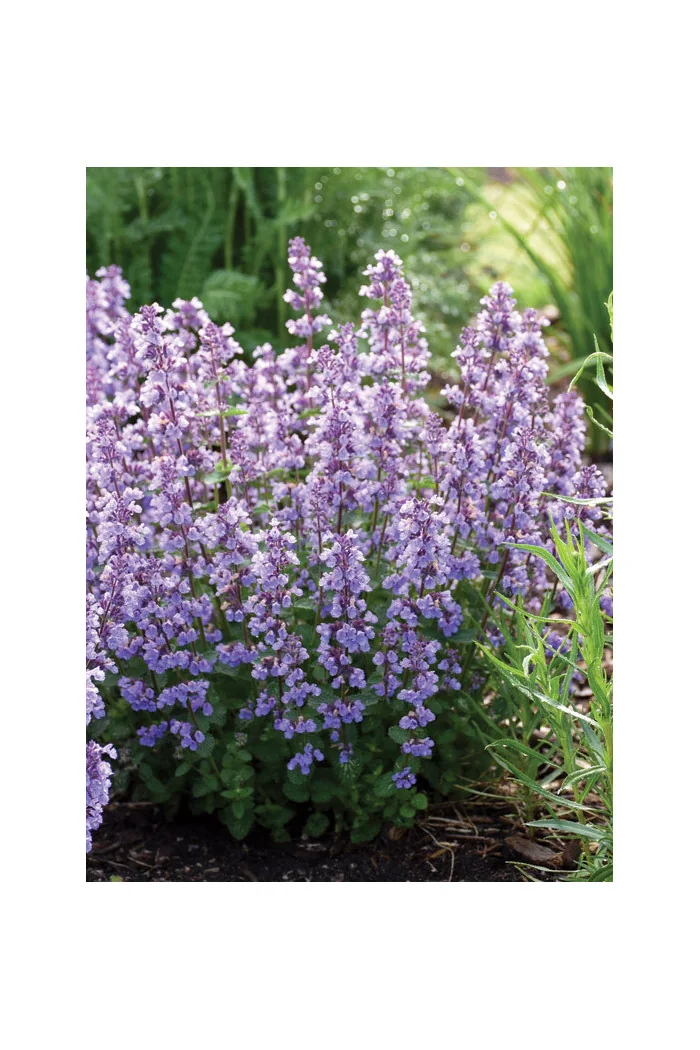 Kocimiętka Faassena 'Cat's Pajamas' | Nepeta faassenii