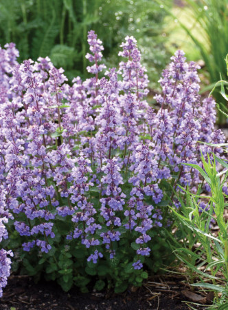 Kocimiętka Faassena 'Cat's Pajamas' | Nepeta faassenii