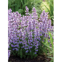 Kocimiętka Faassena 'Cat's Pajamas' | Nepeta faassenii