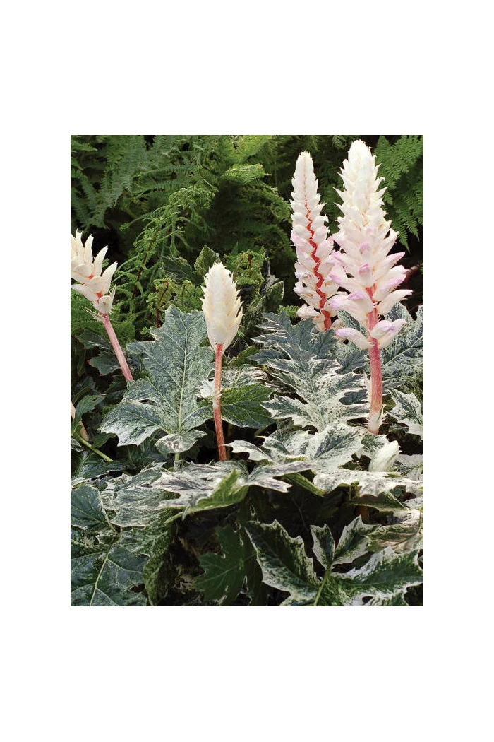 Akant 'Whitewater' | Acanthus mollis
