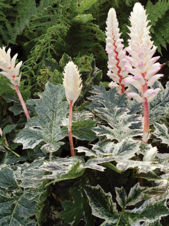 Akant 'Whitewater' | Acanthus mollis