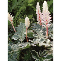 Akant 'Whitewater' | Acanthus mollis