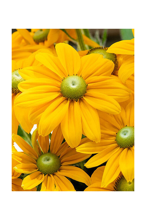 Rudbekia 'SmileyZ Passion' | Rudbeckia