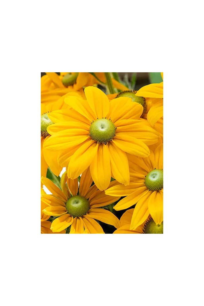 Rudbekia 'SmileyZ Passion' | Rudbeckia