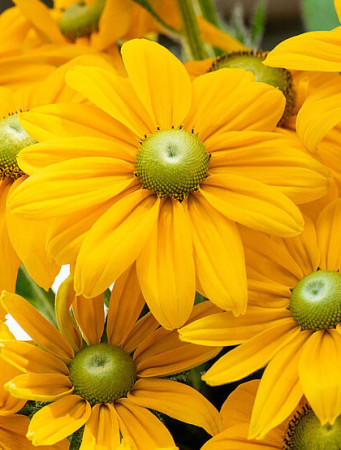 Rudbekia 'SmileyZ Passion' | Rudbeckia