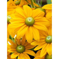 Rudbekia 'SmileyZ Passion' | Rudbeckia