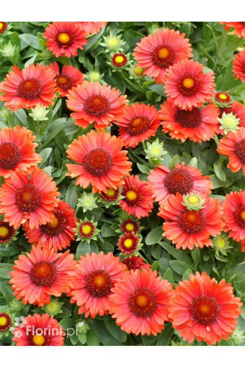 Gailardia 'SpinTop Red' | Gaillardia