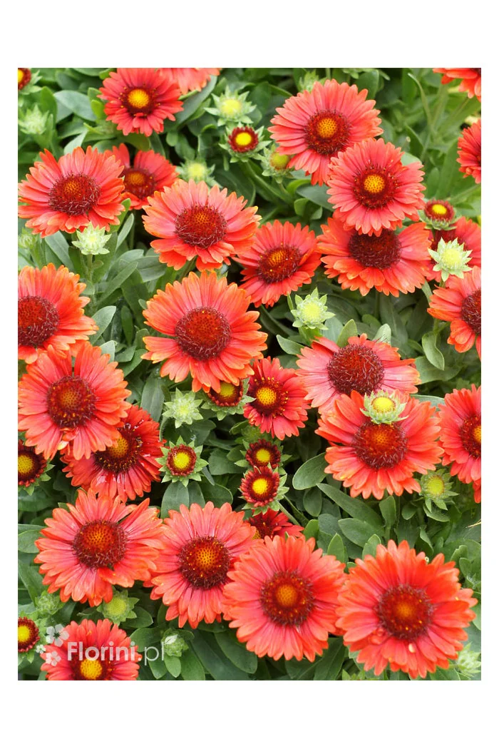 Gailardia 'SpinTop Red' | Gaillardia
