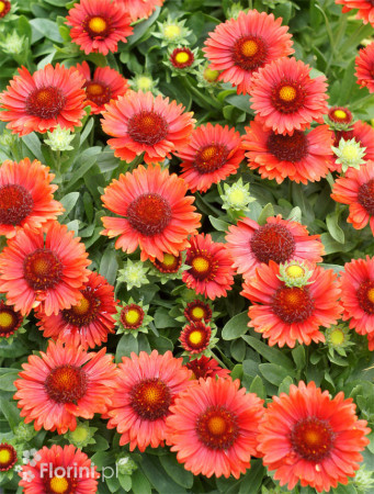 Gailardia 'SpinTop Red' | Gaillardia