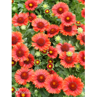 Gailardia 'SpinTop Red' | Gaillardia
