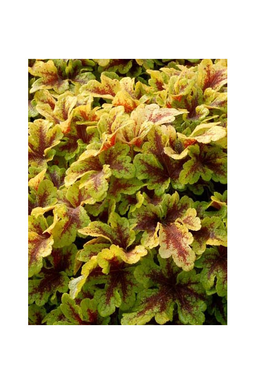 Żuraweczka 'Mojito'| Heucherella