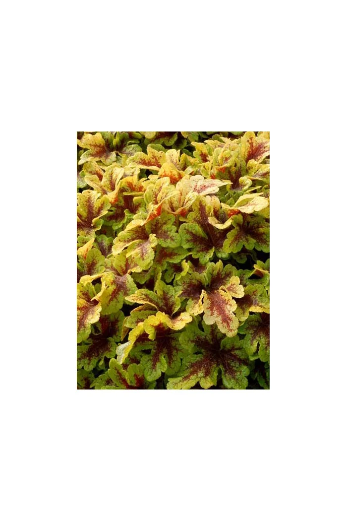 Żuraweczka 'Mojito'| Heucherella