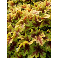 Żuraweczka 'Mojito'| Heucherella