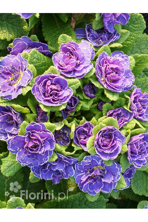 Pierwiosnek 'Belarina® Amethyst Ice' | Primula