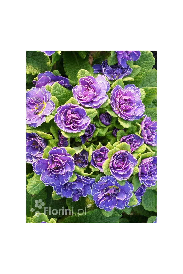 Pierwiosnek 'Belarina® Amethyst Ice' | Primula