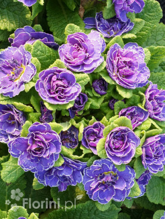 Pierwiosnek 'Belarina® Amethyst Ice' | Primula