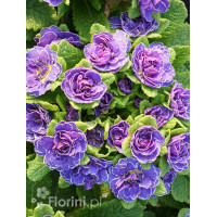 Pierwiosnek 'Belarina® Amethyst Ice' | Primula