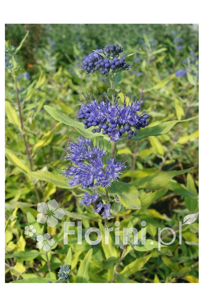 Barbula klandońska 'Worchester Gold' | Caryopteris x clandonensis