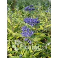 Barbula klandońska 'Worchester Gold' | Caryopteris x clandonensis
