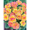 Pierwiosnek 'Belarina® Nectarine' | Primula