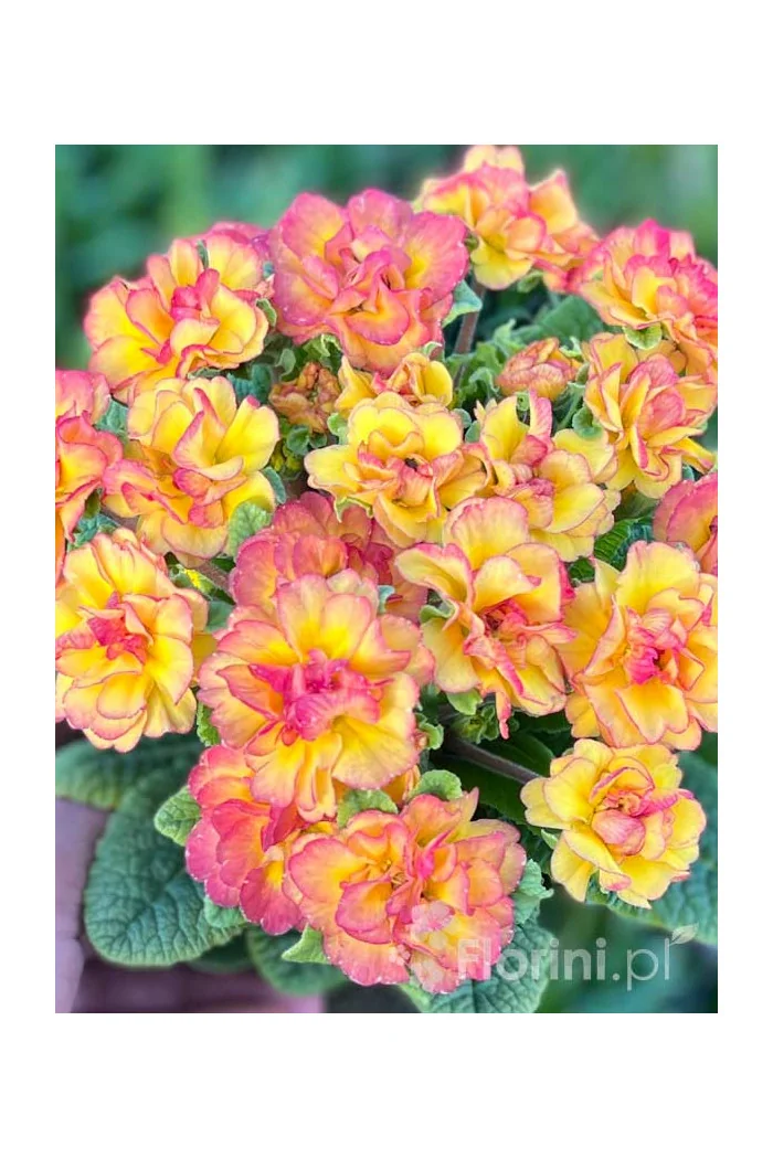 Pierwiosnek 'Belarina® Nectarine' | Primula