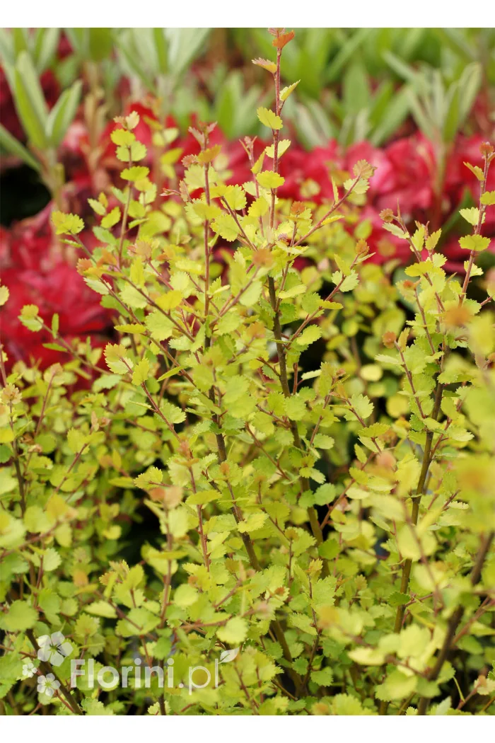 Brzoza karłowata 'Golden Treasure'| Betula nana