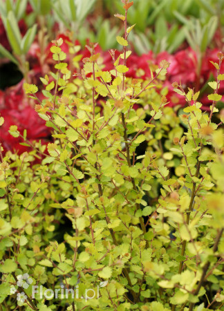 Brzoza karłowata 'Golden Treasure'| Betula nana