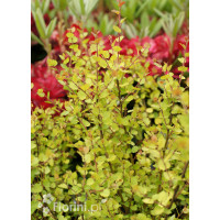 Brzoza karłowata 'Golden Treasure'| Betula nana